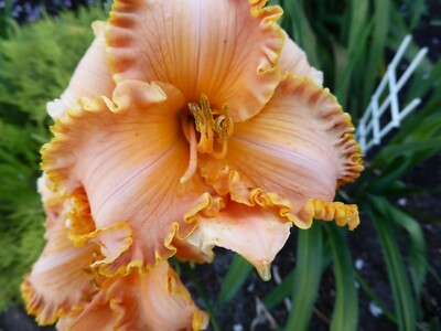 daylily x 1 Small plant/division heavily ruffled petals | eBay Australia