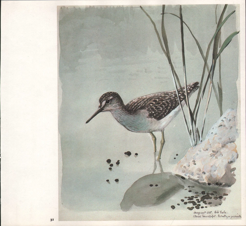 Beau Vintage Oiseau Imprimé ~ Bois Sandpiper ~ Tunnicliffe - Photo 1/1