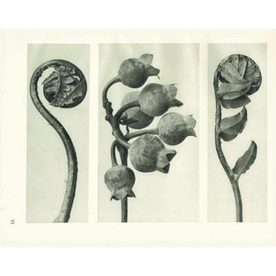 1929 BLUEBERRY & SHIELD FERN Druck - Karl Blossfeldt - Pflanze - 9,5 x 12 cm