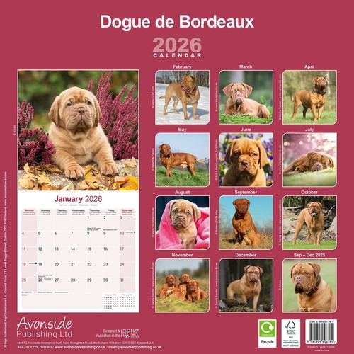 Dogue de Bordeaux 2026 Calendar | Dog Breed Gift Wall 15% OFF MULTI ORDERS - Picture 3 of 8