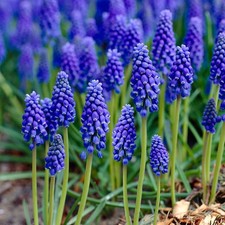 Garden State Bulb Muscari Grape Hyacinth Flower Bulbs, 8/9cm, Fragrant
