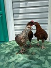 12Hatching Eggs Wyandotte+Ameraucana+Welsummer Chicken Rare Fertile Show Quality — photo 1