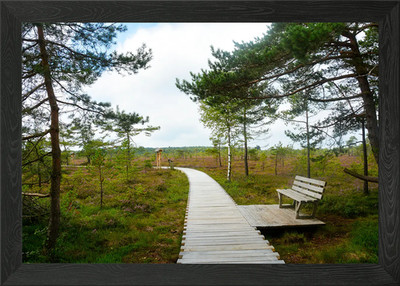 Unterwegs im Moor Gerahmtes Wandbild Poster Leinwanddruck Bild