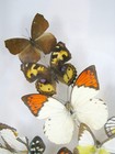 Foto 2 di 12