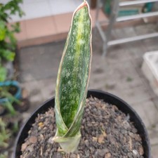 Real Pict Sansevieria Horwood Variegated Rare Uniqe Snake Plant