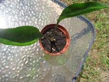 Sansevieria Concinna  Spoon Leaf  3.5" pot