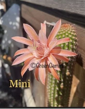 MINI Hildewintera Rare European Hybrids Rooted Plants Cactus Succulents