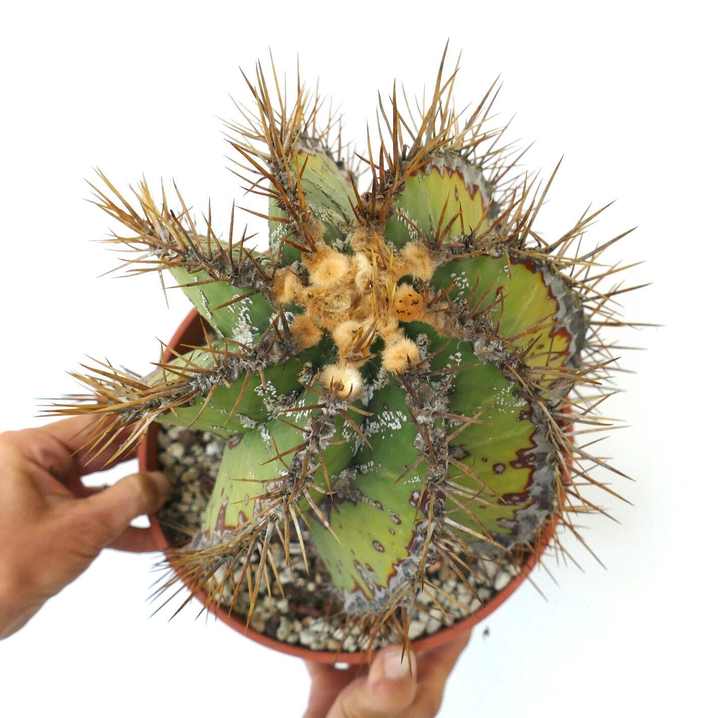 Astrophytum ornatum SLIGHTLY SPIRALIS OLD PLANT (OWN ROOTS) - Sombrero de obispo