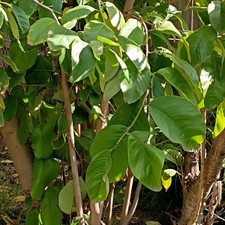 live cherimoya 2 oz of cherimoya leaf