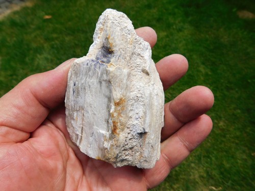 fluoritisiertes versteinertes Holz Dadoxylon sp. aus Chemnitz in Sachsen
