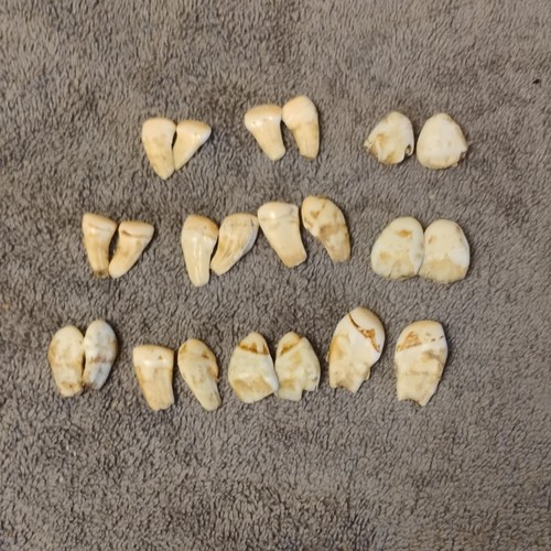 Elk Ivory Teeth From Wyoming