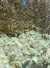 damiana 1 lb  marshmallow 1 lb - get 2 pounds total organic bulk herb leaf 