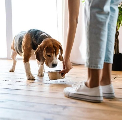 Pets Small Lightweight Stainless Steel Dog Bowl, Food And Water Dish, Natural - Picture 2 of 15