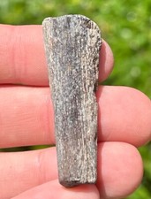 Texas Fossil Mosasaur Rib Dinosaur Bones Ozan Formation Cretaceous Age