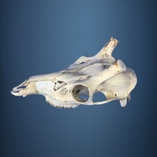 468SKU Crane de cerf, bois de cerf, massacre, trophée, Diametre 24mm 