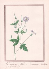 Geranio Striato Storchschnabel Botanica Fiore Aquarello Watercolor 1830