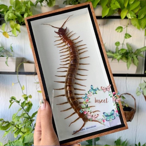Real Centipede Rare Taxidermy Insects Beetle Fly Wood Frame Entomology Strange