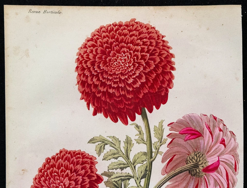 1864 - Chrysanthème - Gravure ancienne de fleur en couleurs - Botanique - Photo 2/3