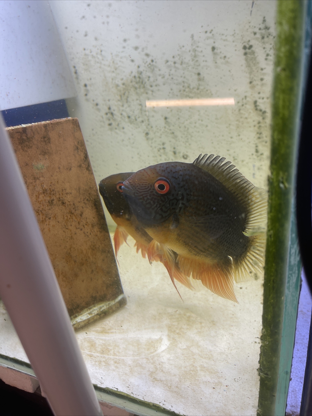 GREEN SPOTTED SEVERUM FISH eBay