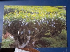 vintage the boh tea garden, cameron highlands, malaysia postcard