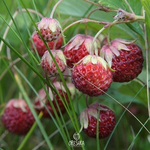 Fresas silvestres semillas frescas 30 piezas / 300 piezas. Semillas ecológicas Fragaria viridis - Imagen 5 de 9