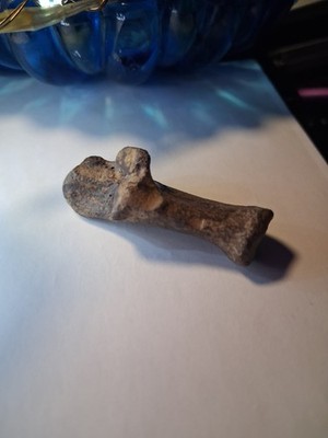 Unidentified Fossilized Bone Found After Flooding In Northeast Ohio Wetlands
