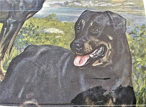 E H Miner Rottweiler 1941 Revista National Geographic - Imagen 3 de 3