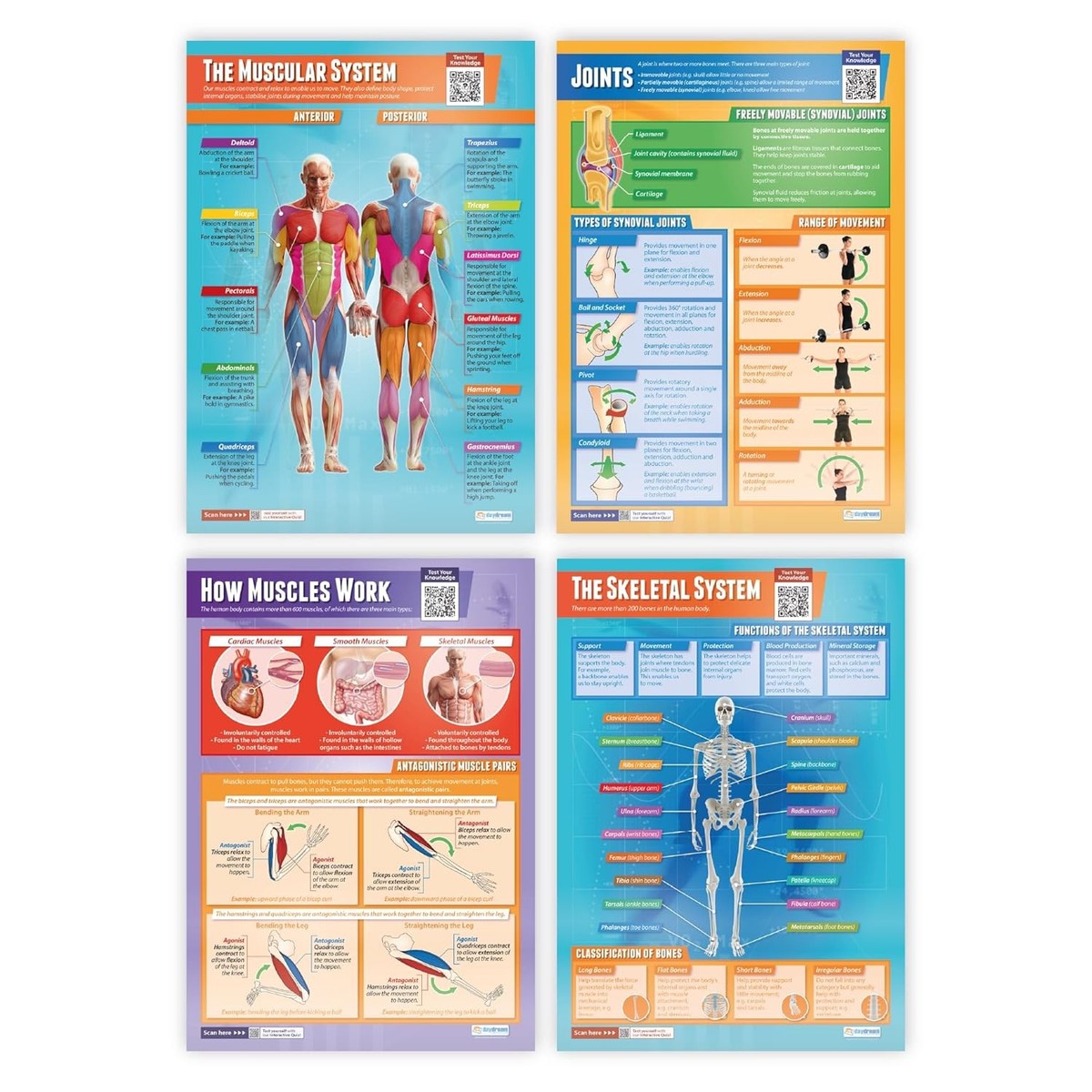 Physical Chart Planets Poster Daydream Education Nutrition | Physical Education Charts ...