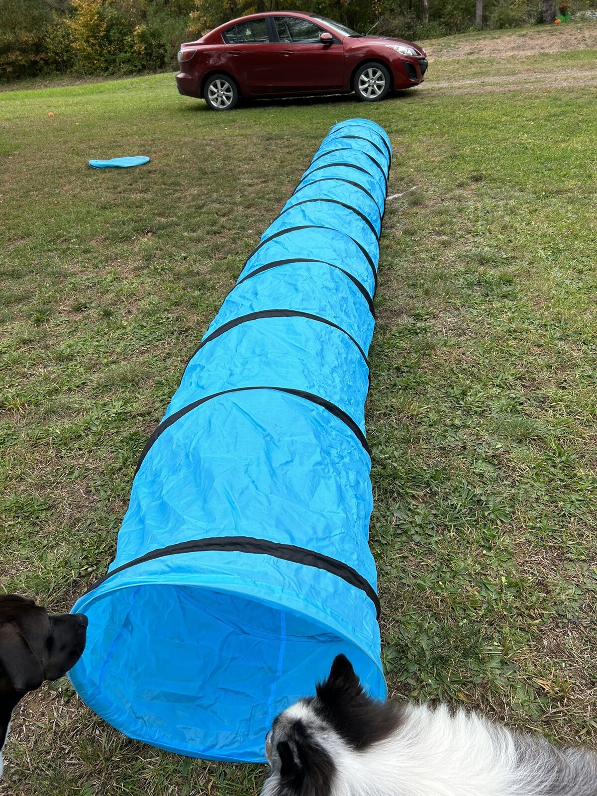 pre owned dog agility equipment eBay