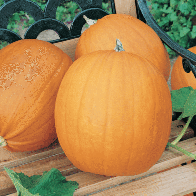 #ad 75 Pumpkin Seeds Jack O Lantern Organic Heirloom Non GMO $2.98