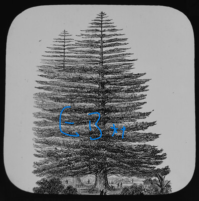 SYDNEY AUSTRALIA NORFOLK PINES IN BOTANICAL GARDENS C1890 Magic Lantern Slide