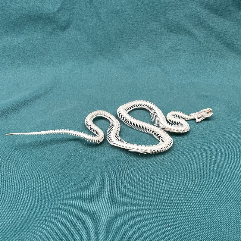 Animal Taxidermy 1pcs Real Snake Skeleton Skull Animal Specimens About 35-40cm