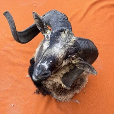 Corsican Ram Dark Horns 23” Taxidermy Shoulder Mount