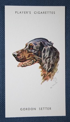 GORDON SETTER   Vintage Head Portrait Card  KE26M