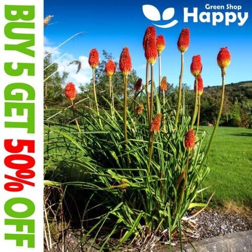 RED HOT POKER MIX - TORCH LILY - 250 SEEDS - Kniphofia uvaria - TRITOMA FLOWER - Afbeelding 1 van 5
