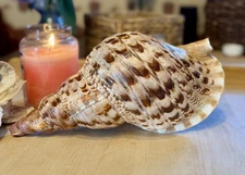 Charonia Tritonis Trumpet Shell Indo Pacific 13”  Rare 60yrs founded.