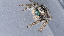 Jumping Spider