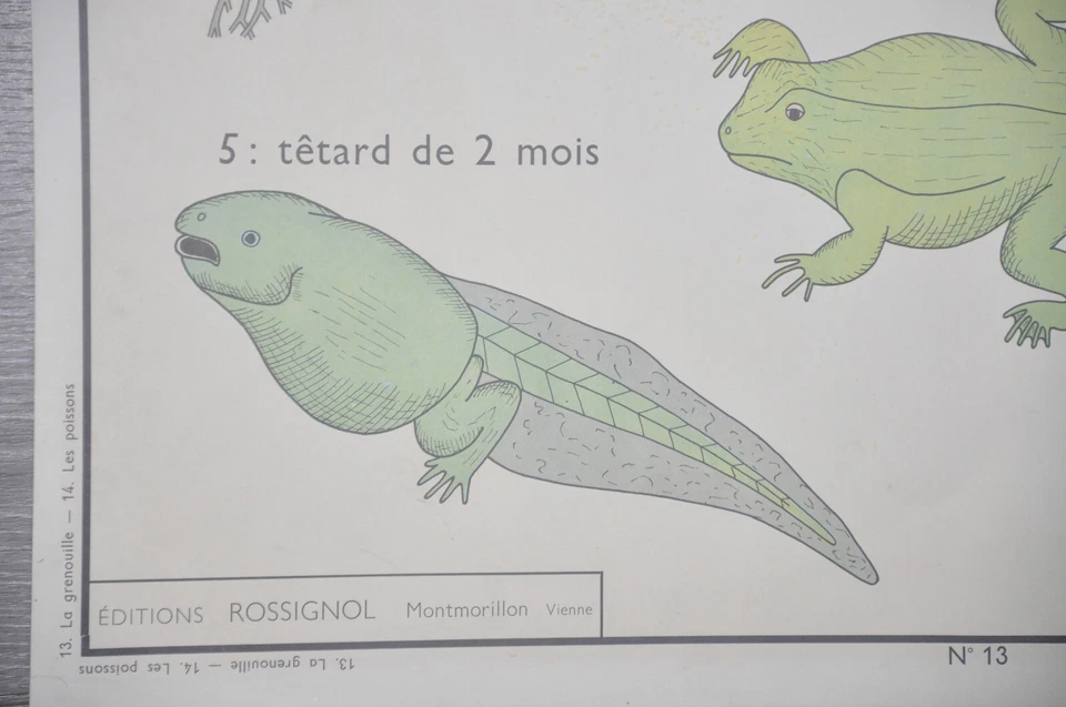 Ancienne affiche pédagogique scolaire collection école Grenouille Poisson Perche - Photo 3/4