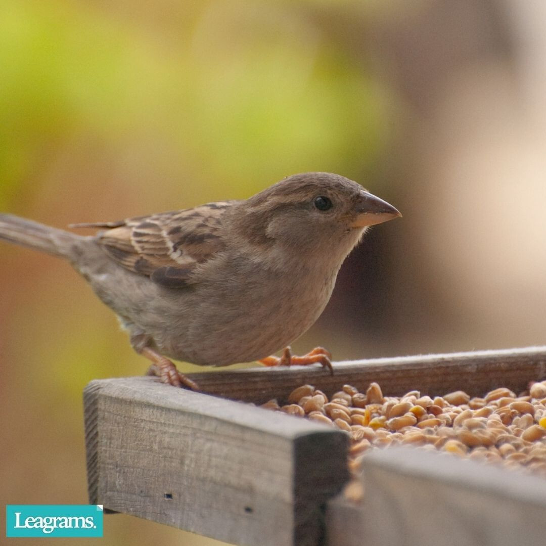 Wild Bird Food Seed Mix All Year Round Premium Grade Feed 12.55 25kg ...