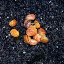 Pink Lady Nerite Snail - Clithon sowerianum- "Pink Lady" 