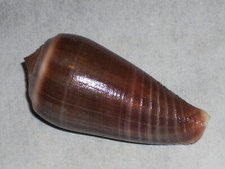 CONUS RADIATUS AWESOME