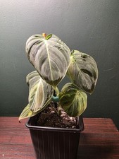 RARE Philodendron Melanochrysum HIGHLY Variegated, young plant, potted