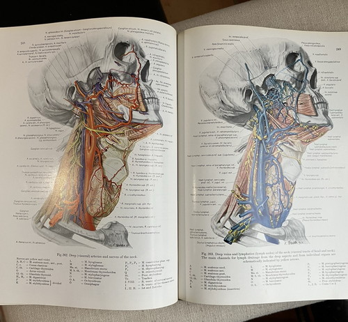 ATLAS OF TOPOGRAPHICAL & APPLIED HUMAN ANATOMY Vol 1 -1963 Hardcover -E.Pernkopf - Picture 18 of 22