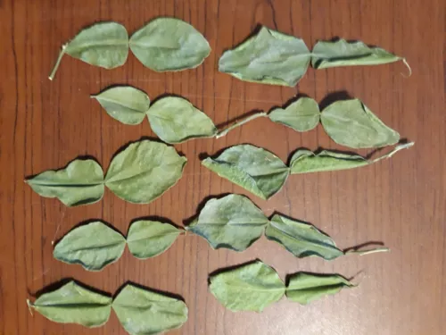 10 Kaffir Lime Citrus Leaves.   F (kieffer)
