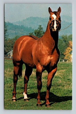 Eagle Point,OR Skipacount Horse Champion Jackson County Oregon Vintage Postcard