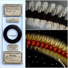 Clarke & Page Antique Microscope Slide. Antenna of Buff Tip Moth