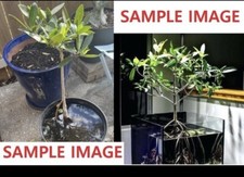 One Red Mangrove Tree Height 5-12" WITH ROOTS, Saltwater Freshwater Aquarium