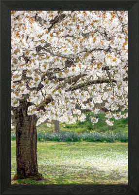 Kirschblütenbaum Gerahmtes Wandbild Poster Leinwandbild Bild