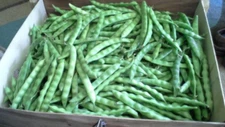 Beans, Mountaineer Half Runner  Beans, 1 Pound Non-Gmo, Heirloom, Amish Seeds.