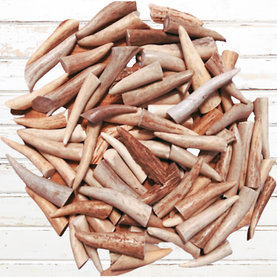 #ad 24 Pack Deer Antler Craft Tips PointsTines 1quot; to 3quot; Premium A Grade $29.99